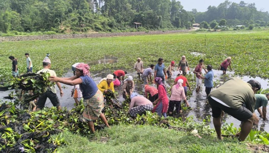 टरुवा ताल संरक्षणका लागि जलकुम्भी हटाइँदै