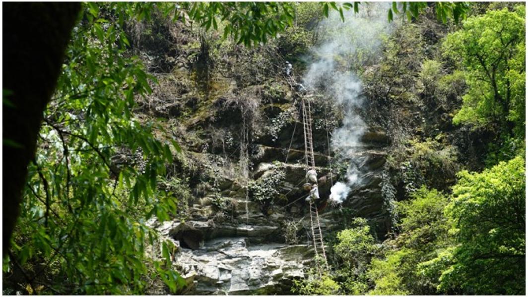 भिरमहको उत्पादन घट्यो