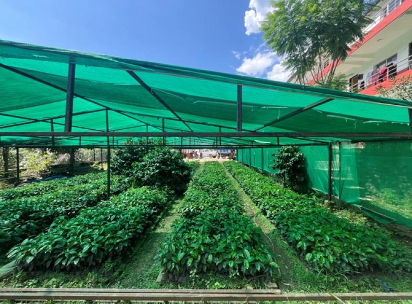 गुल्मीमा कफीको बिरुवाको माग बढ्दो