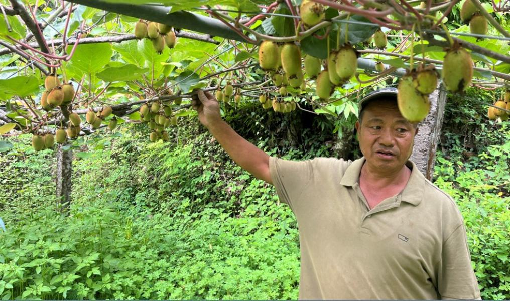 कोदो र मकैखेती छाडेर किबीखेतीमा आकर्षण बढ्दै