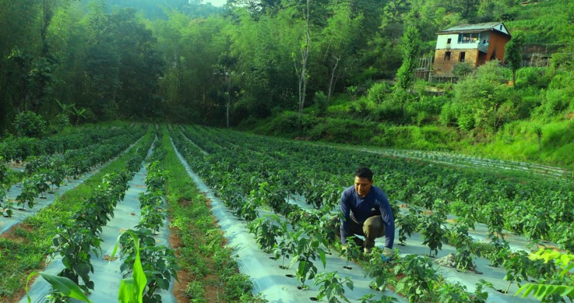कोरियाबाट फर्केर कृषि पेशामा