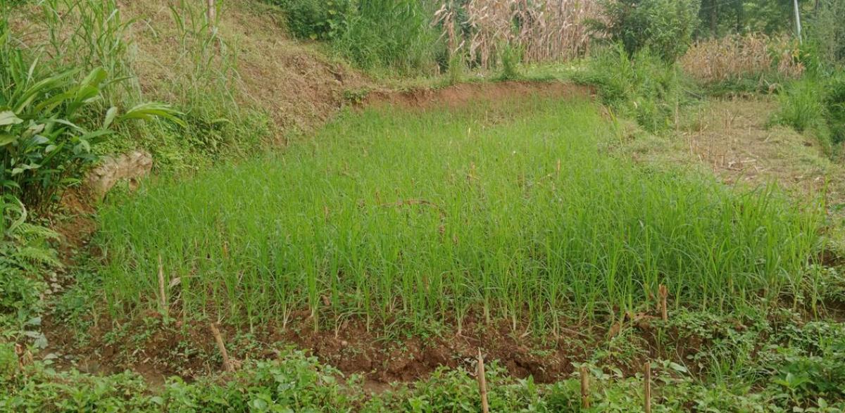 कोदोको उत्पादन घट्दै, माग बढ्दै