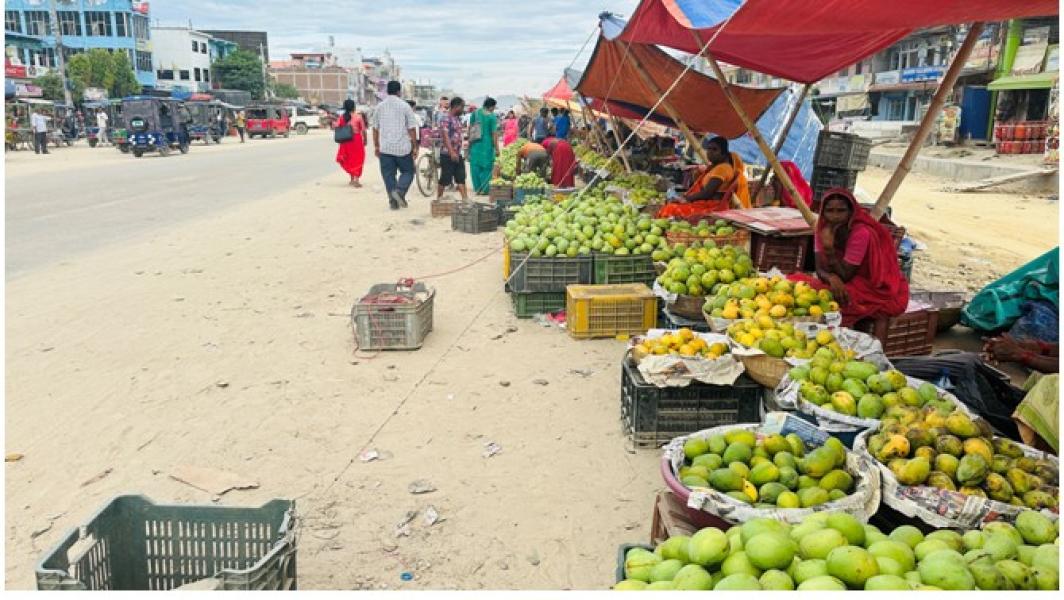 आँपको सुवासले मगमगाइरहको छ सिरहा, चिस्यान केन्द्र नहुँदा समस्या