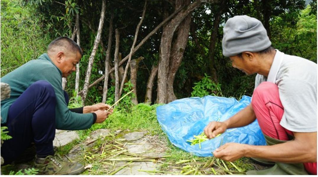 लेकाली च्याउ, टुसा र ढकायो उपभोक्ताको रोजाइमा