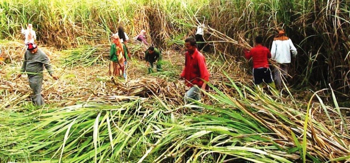 अनुदान उपलब्ध गराउन उखु किसानको माग