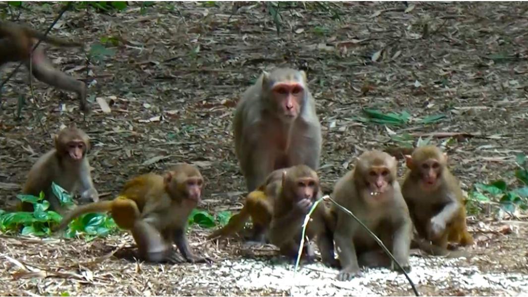 बाँदर आतङ्क न्यूनीकरण गर्न ‘बाँदर बगैँचा’ निर्माण गरिँदै