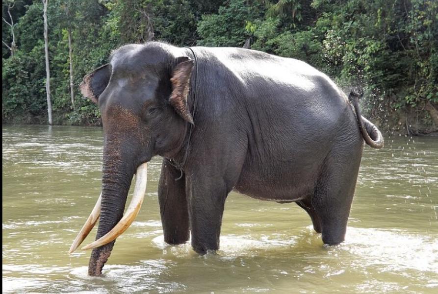 मानव–हात्ती द्वन्द्व न्यूनीकरण गर्न वन मन्त्रालयको पहल