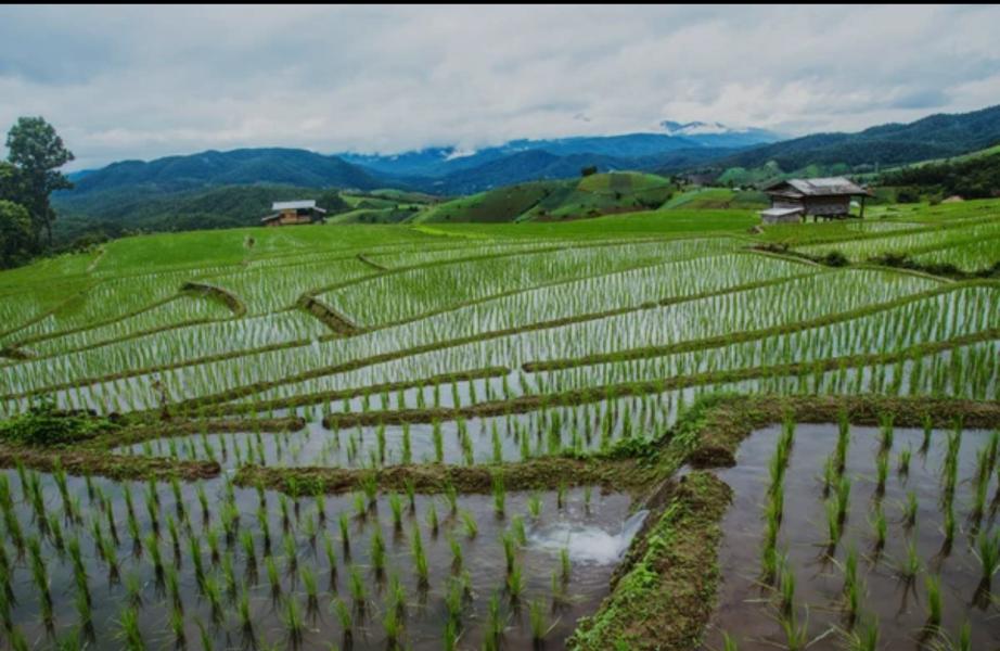 धान बालीमा सघनता : खाद्य सुरक्षा र आत्मनिर्भरता’ भन्ने नाराका साथ धानको उत्पादन वृद्धि गरिँदै