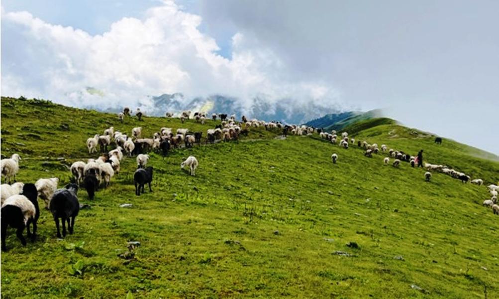 लेक उक्लिए गोठाला