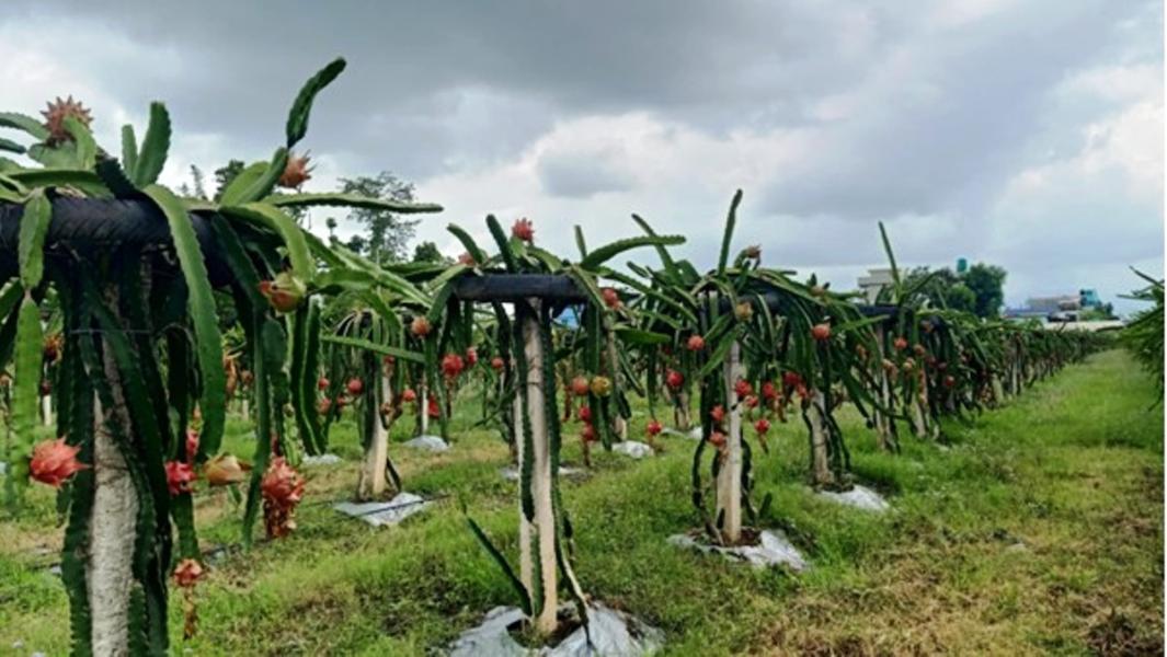 ‘ड्रागन फ्रुट’ खेतीतर्फ आकर्षित हुँदै सुर्खेतका किसान