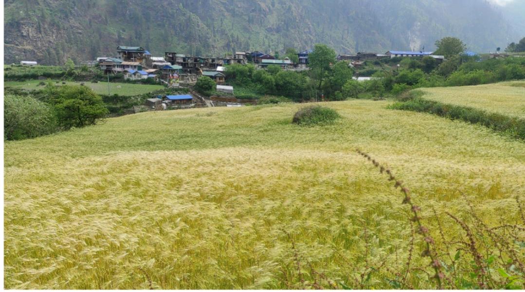 खेती गर्ने समय पनि परिवर्तन हुँदै