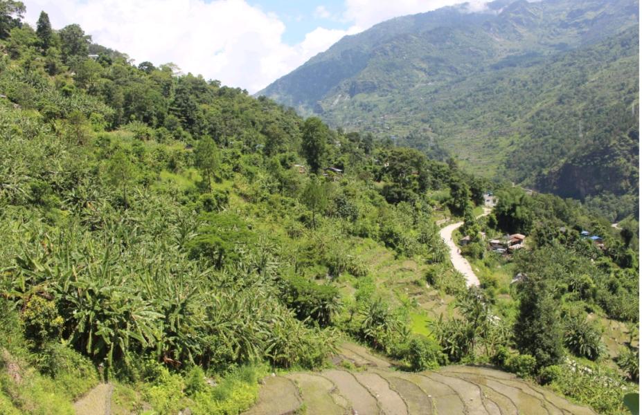 पाखाबारीमा लोभलाग्दो केराखेतीः १५ लाखसम्म आम्दानी