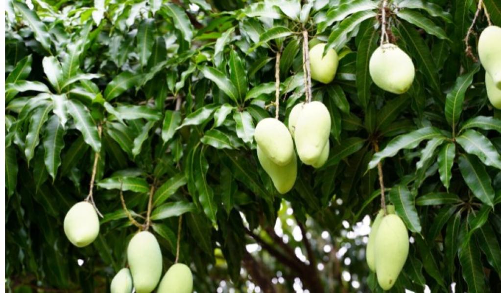 यस वर्ष सिरहामा आँप उत्पादनमा कमी