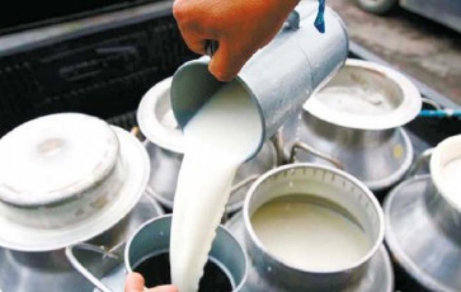 दूधमा आत्मनिर्भर काभ्रे : ७० प्रतिशत आपूर्ति अन्यत्र जिल्लामा