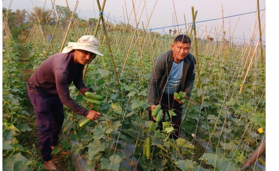 करिब दुई रोपनी जमिनमा लगाइएको काँक्रोखेतीबाट रु साढे दुई लाख कमाई