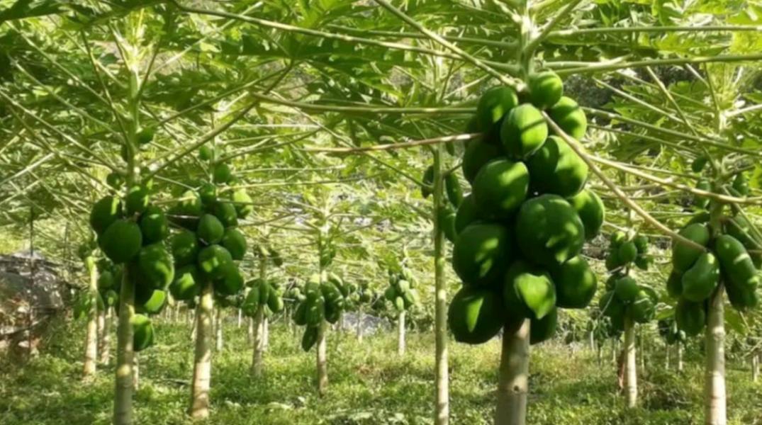 मेवा बिक्रीबाट आम्दानी गर्दैै सहकारी