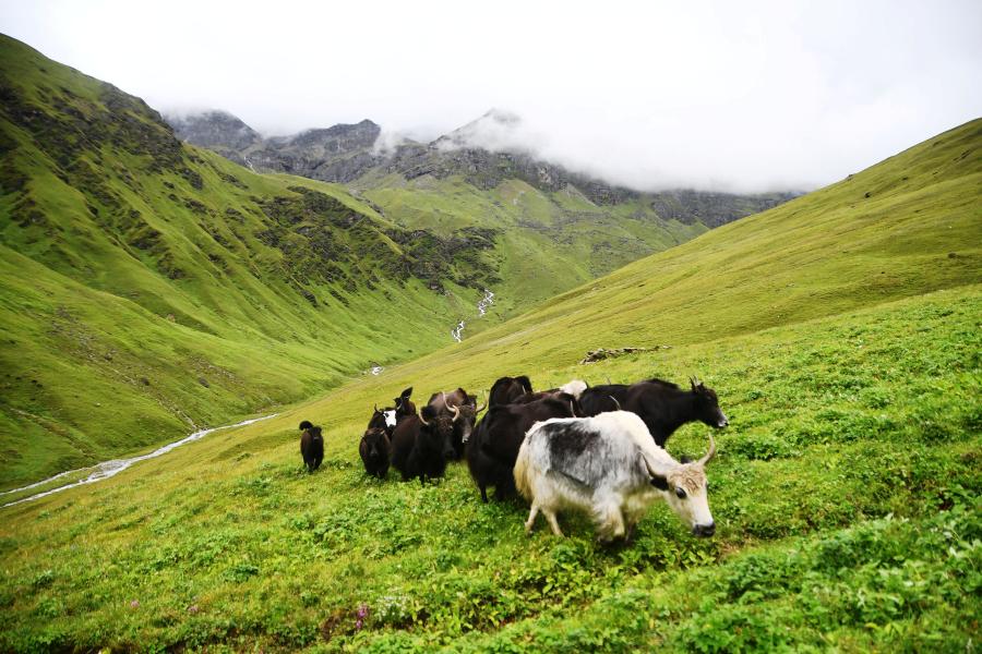 बुकीमा चर्दै गरेका चौँरी