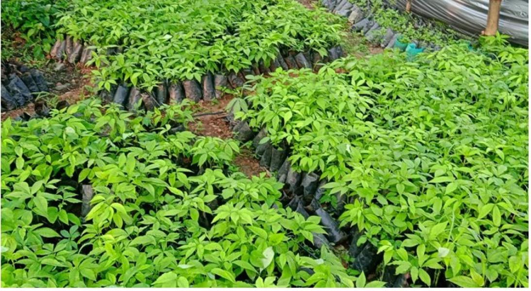 एक वर्षमै चार लाखभन्दा बढी सिप्लिकानका बिरुवा बिक्री