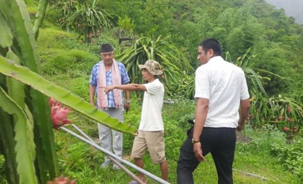 विदेशबाट फर्किएर ‘ड्रागन फ्रुट’ को व्यावसायिक खेतीमा रमाउँदै हौँचुरका सरोज