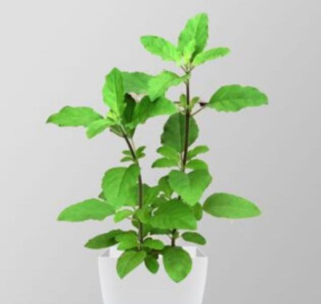 आषाढ शुक्ल एकादशीः तुलसीको बिरुवा सारिँदै