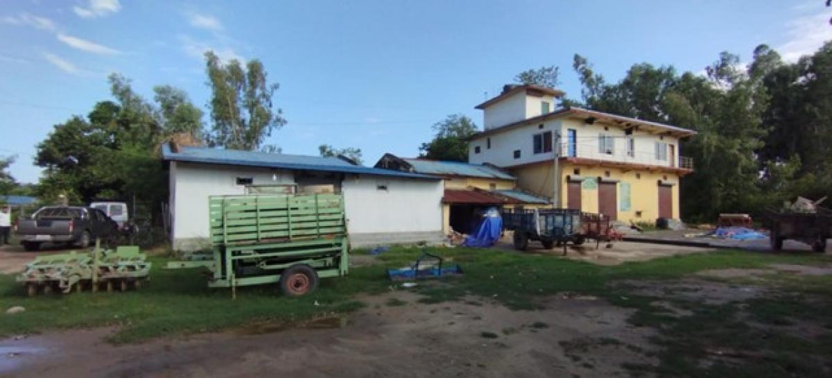 सय हेक्टरमा धानको बीउ उत्पादन गर्दै सहकारी