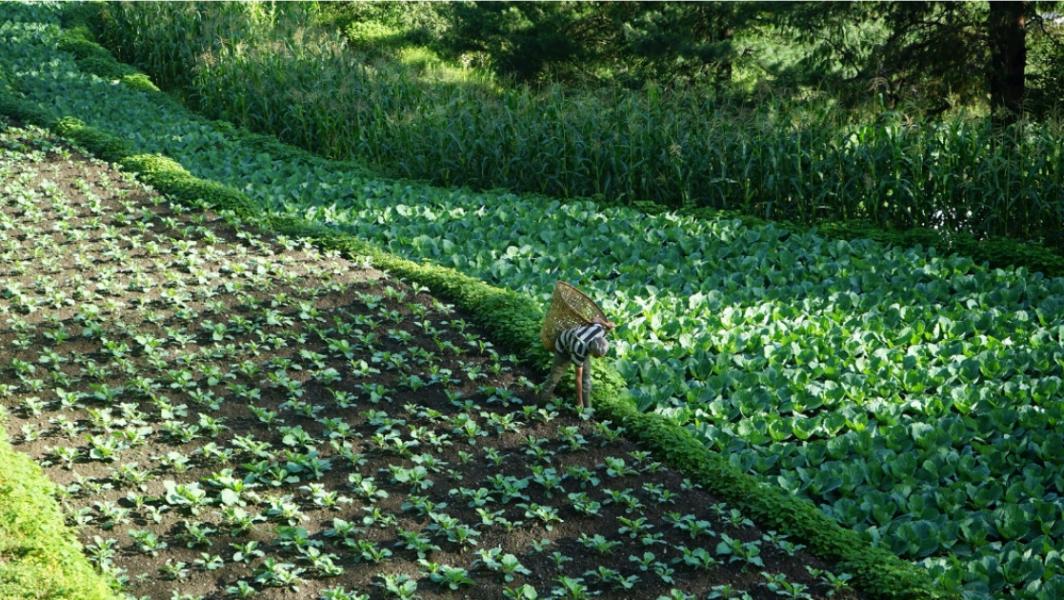 टिकोटमा बन्दाखेतीबाट वार्षिक एक करोड भित्रियो