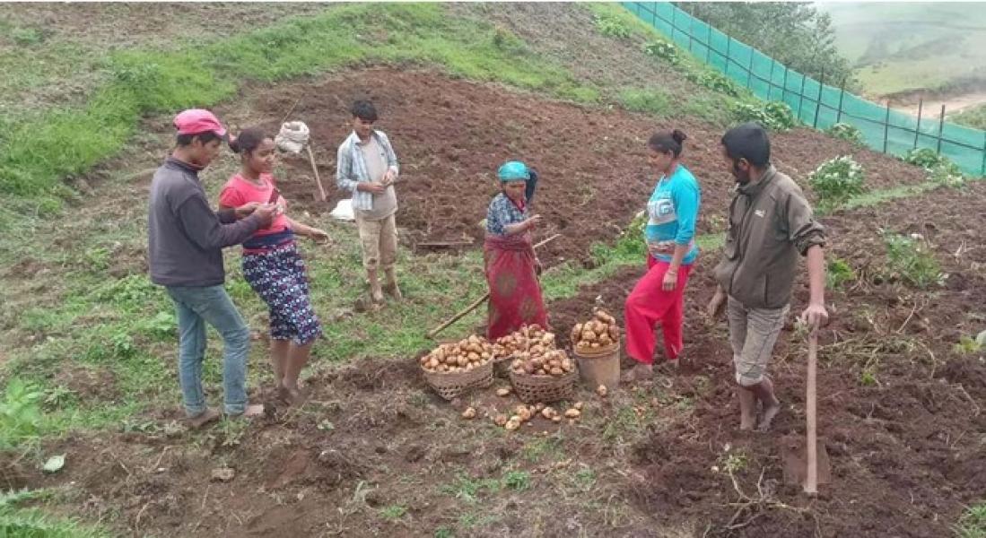 आलु बिक्री गर्न कोसेली घर सञ्चालन