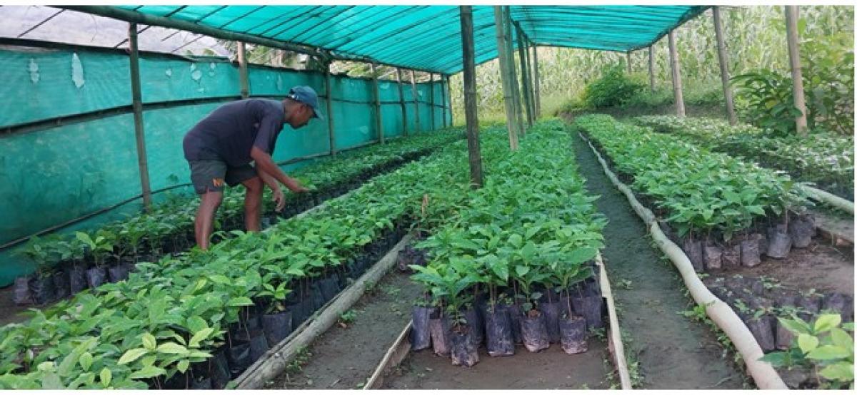 कफीको बिरुवा बेचेर साढे १३ लाख कमाई