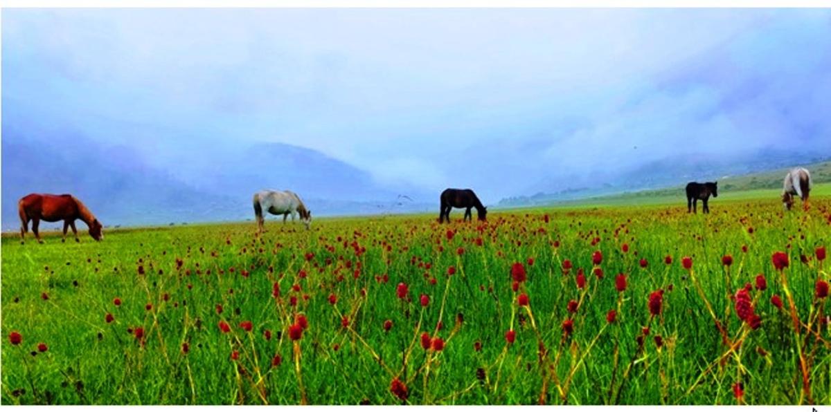 आहा ! ढोरपाटन