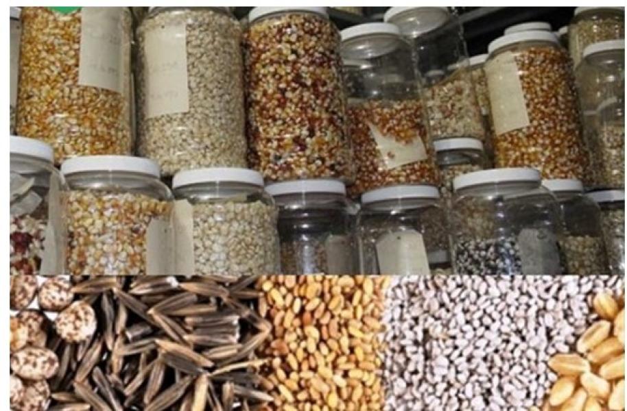 आलेखः आधुनिक रोग निदानका आधारः परम्परागत खाद्यबाली