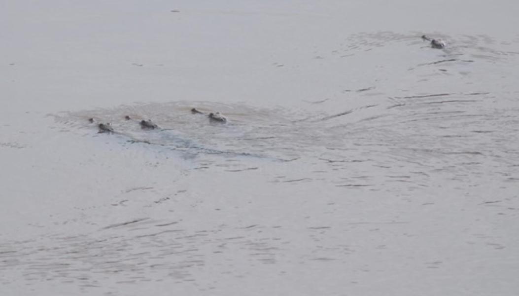 कर्णालीसहित सहायक नदीमा बच्चा हुर्काउँदै जलप्राणी