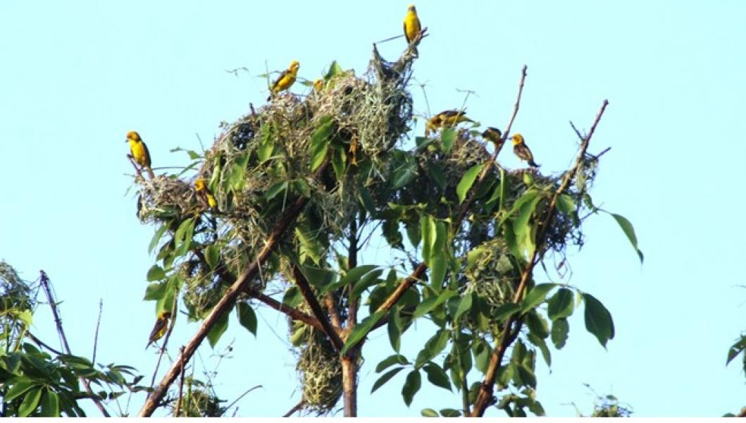 शुक्लाफाँटा राष्ट्रिय निकुञ्जमा दुर्लभ सुनौलो तोपचराको सङ्ख्या घट्यो