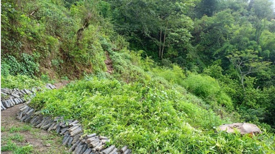 वन्यजन्तुबाट बाली जोगाउन नसकेपछि टिमुरखेती