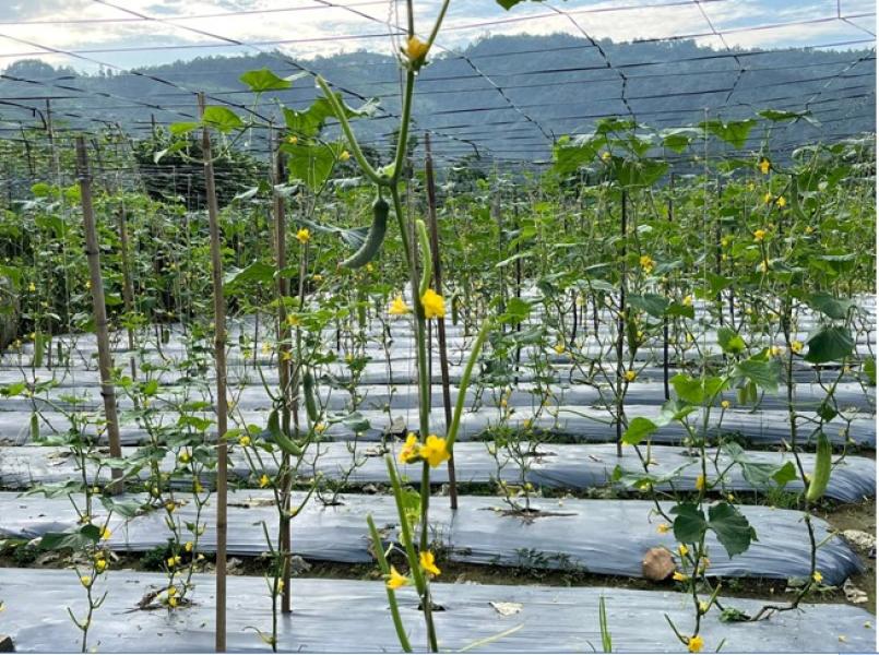 व्यावसायिक काँक्रोेखेतीमा रमाउँदै पौडेल दाजुभाइ