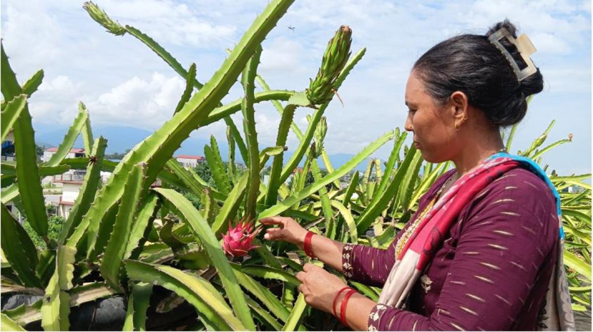 कौसीमा ड्रागन फल खेती गरेर  वार्षिक आठ लाख आम्दानी