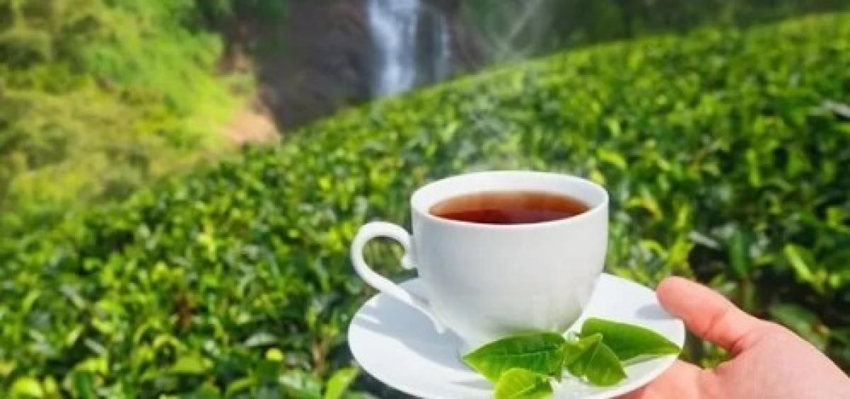 चिया निर्यात ३२ प्रतिशतले बढ्यो