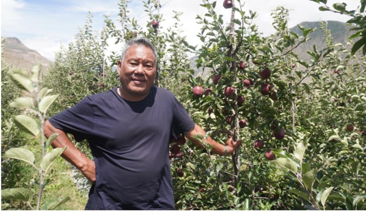 स्याउखेतीमा कर्म गुरुङको पाँच दशकको यात्रा