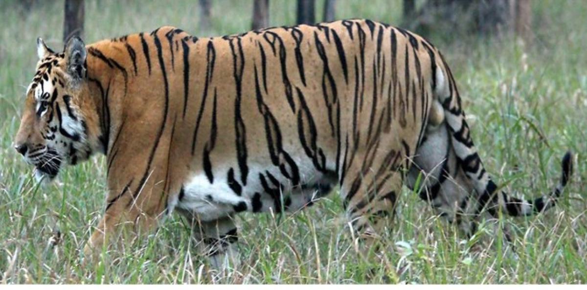 विश्व बाघ दिवसः नेपालमा बाघको सङ्ख्या ‘धान्ने क्षमता’ चार सय