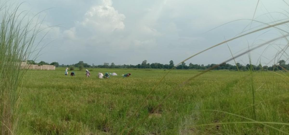 भएन डुबान, भित्र्याए किसानले चैते धान