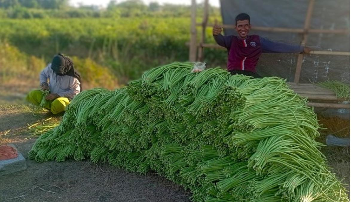 एउटै किसानले फलाउँछन् दैनिक ५०० केजी बोडी