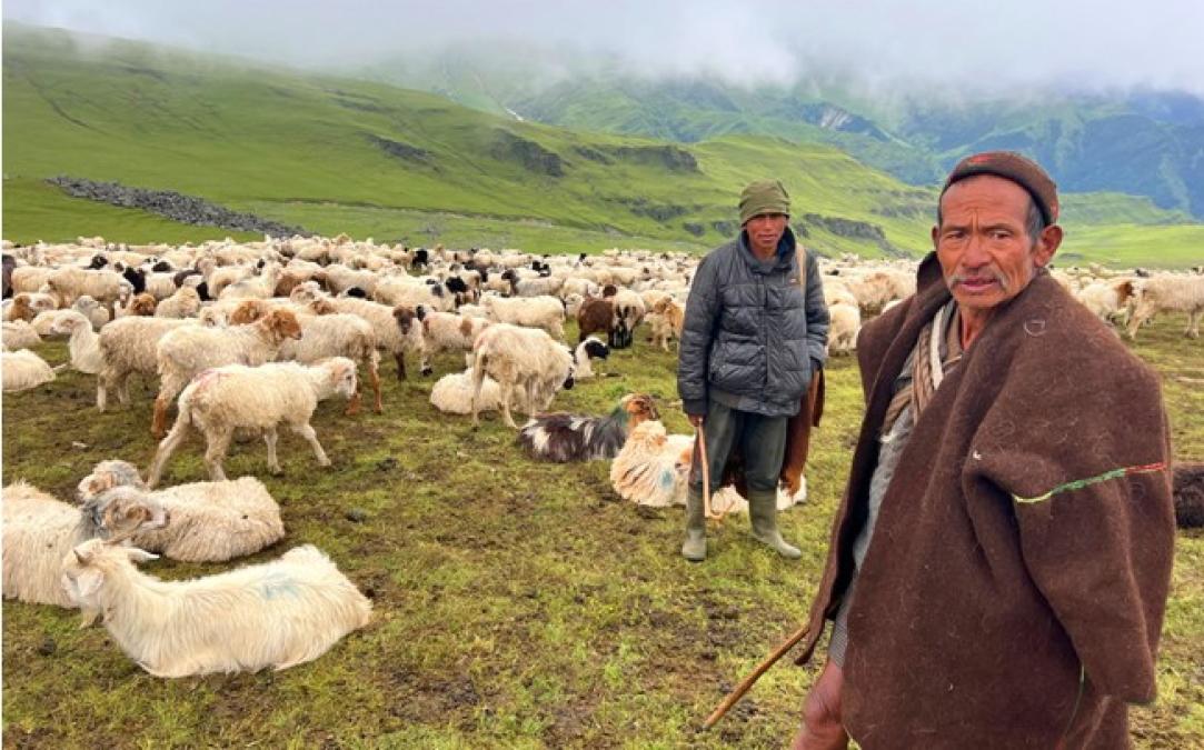 भेडी गोठाला भन्छन्– सरकारले एउटा न्यानो ज्याकेट दिए पनि लाउने थियौँ