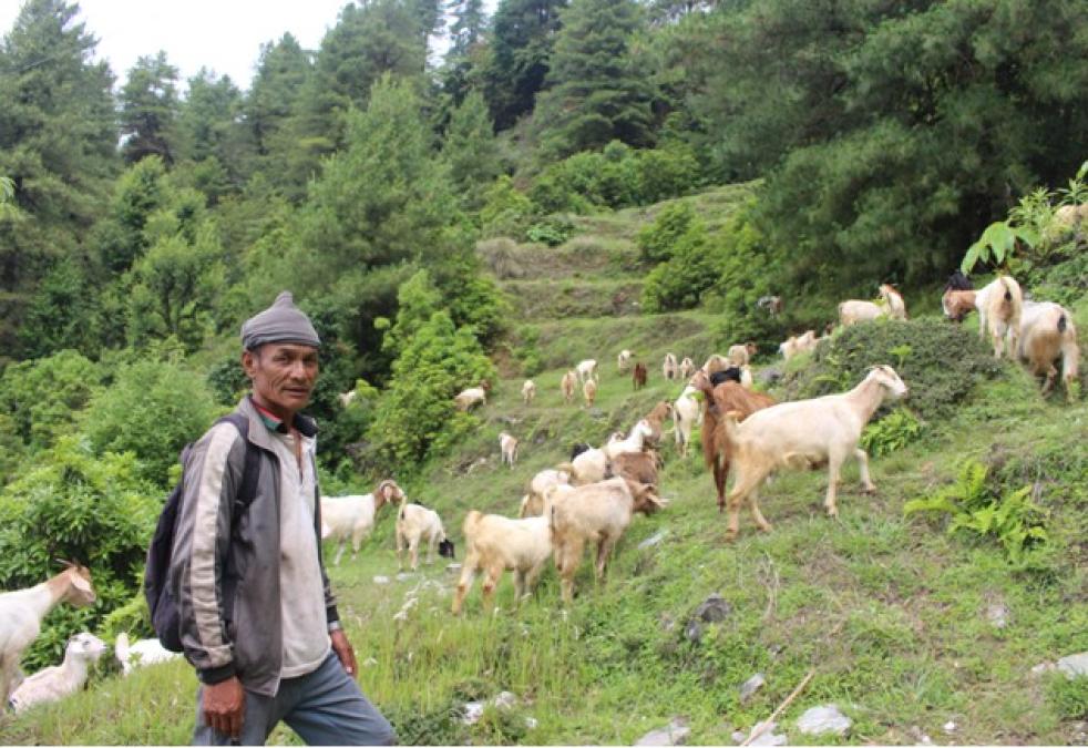 ‘बाख्रापालनबाट मिल्यो सफलता’