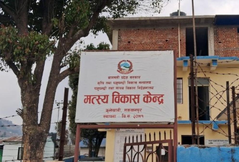 मत्स्य विकास केन्द्र कुलेखानीद्वार ६ लाख १७ हजार रुपैयाँको माछा बिक्री
