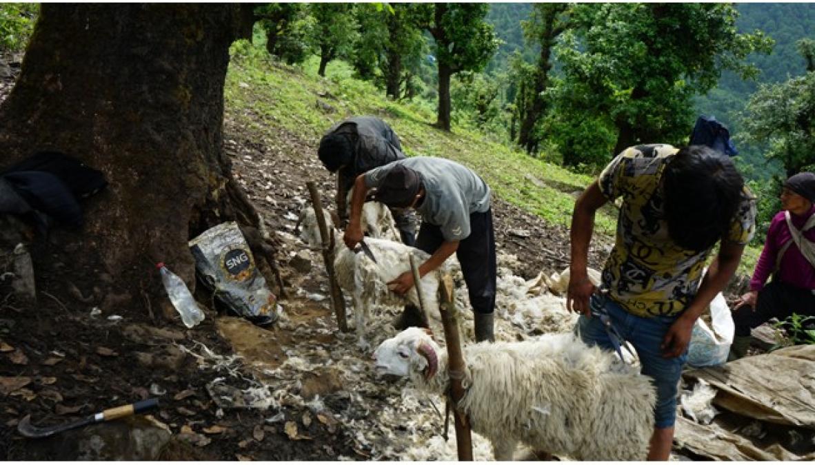 प्रयोग हुन छाडेपछि खेर जाँदै भेडाको ऊन