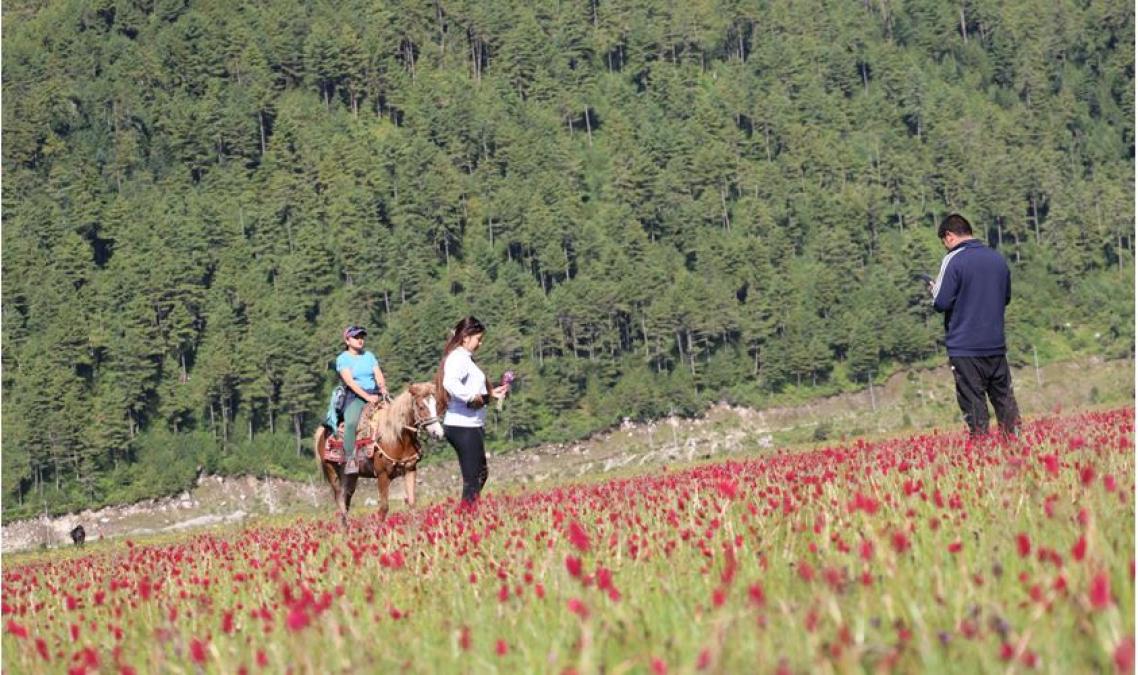 सिकार आरक्ष ढोरपाटनमा घोडा सफारी