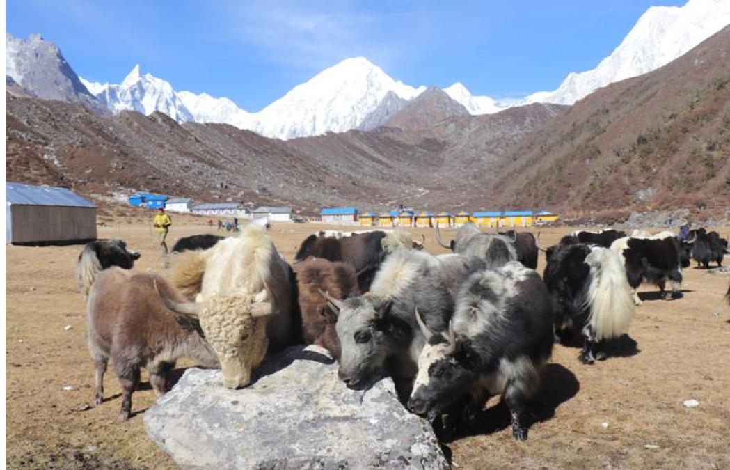 वन्यजन्तुको आक्रमणबाट मनाङमा ८७ पशुधन क्षति
