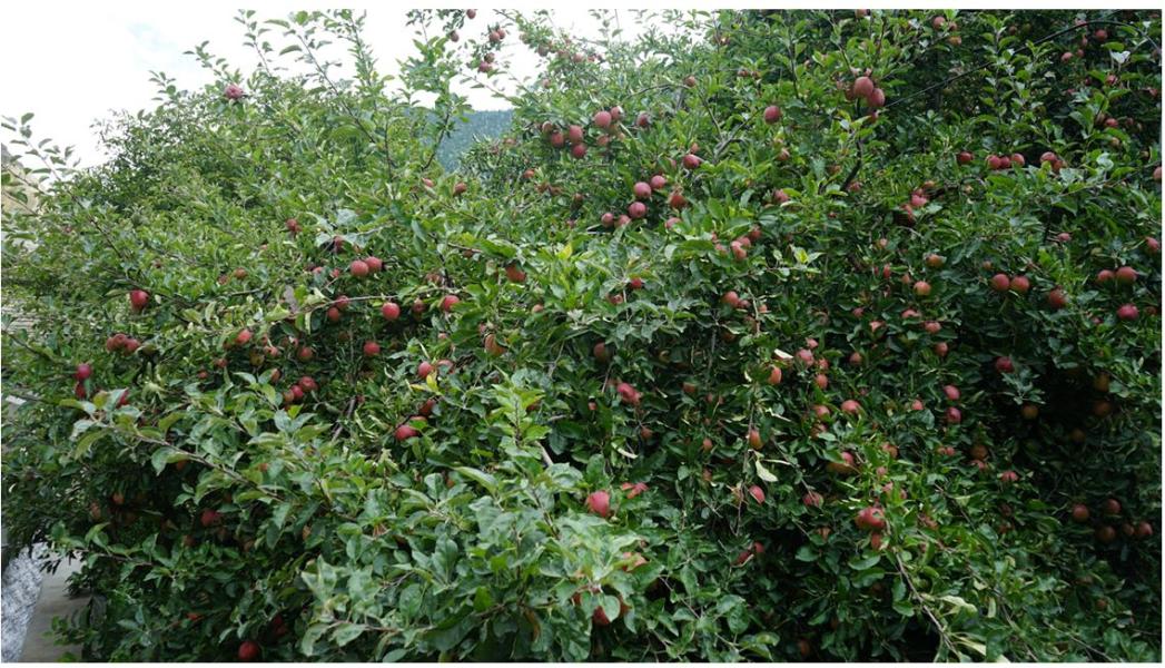 मुस्ताङको स्याउ भदौमा नै पाक्न थाल्यो