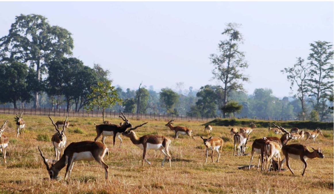 शुक्लाफाँटामा दुर्लभ वन्यजन्तु कृष्णसारको सङ्ख्यामा वृद्धि