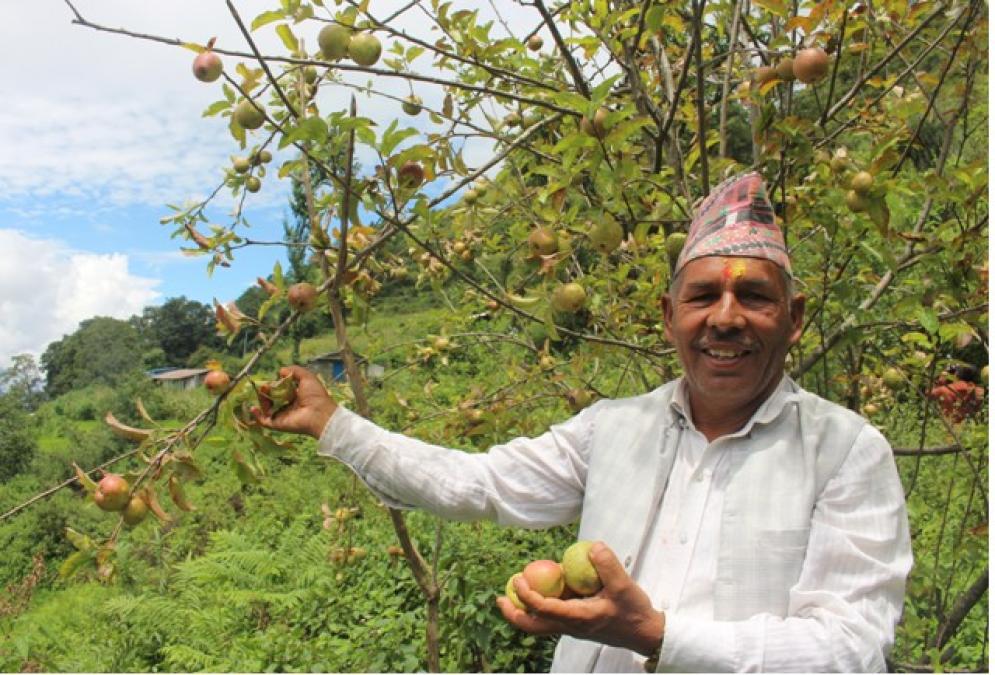 गाजनेमा स्याउ उत्पादन हुन थालेपछि कृषक उत्साहित