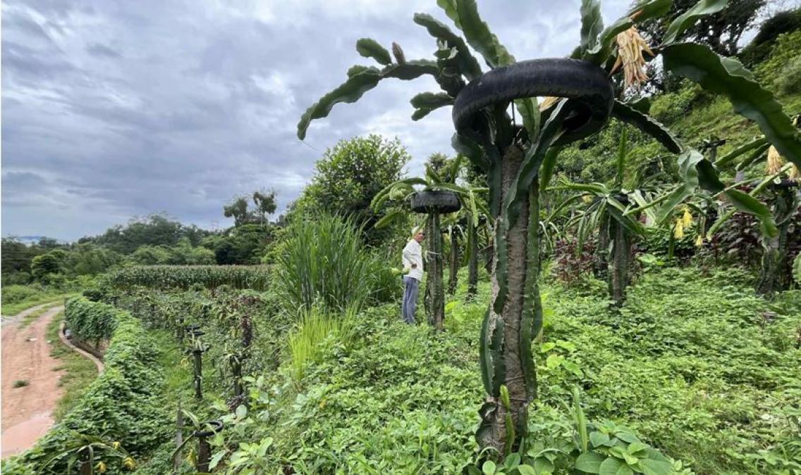 सिन्धुपाल्चोकमा ड्रागनफ्रुटखेतीप्रति आकर्षण बढ्दै